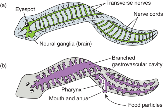 Medical Illustration